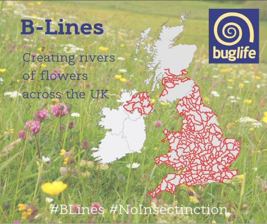 Shipley Woodside Community Garden is now registered on Bug-Life's B-Lines map