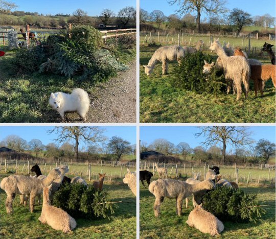 Drop Your Old Christmas Trees Off At Brackenfield Alpacas