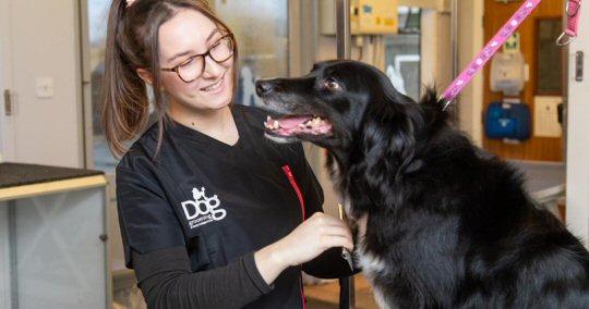 Change your career and join the growing dog grooming profession
