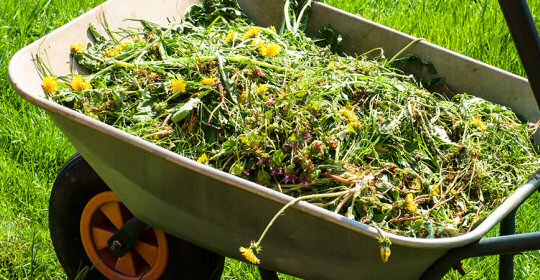 Subscriptions For Amber Valley Borough Councils 2024 Garden Waste Service Are Now Open