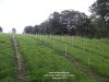 Amber Valley Wines Vineyard Tour