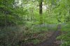 Waingroves Community Woodland