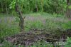 Waingroves Community Woodland